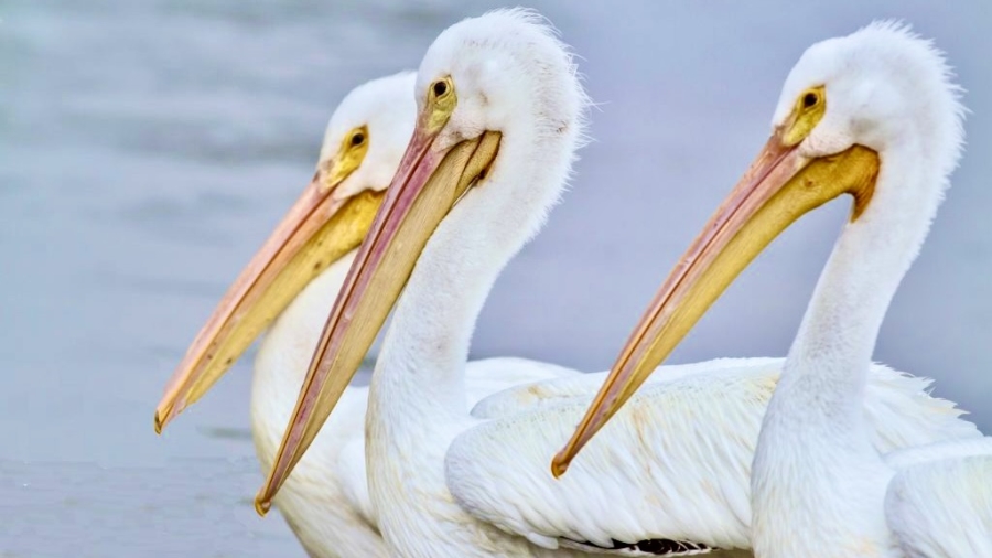 2 Bedroom Property for Sale in Dwarskersbos Western Cape